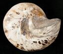 Giant Fossil Snail (Pleurotomaria) - Madagascar #13183-1